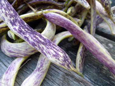 dragonTongueBushBean