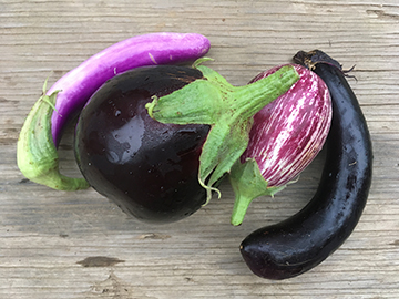 eggplant