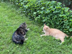 Cotyledon Community Farm cats